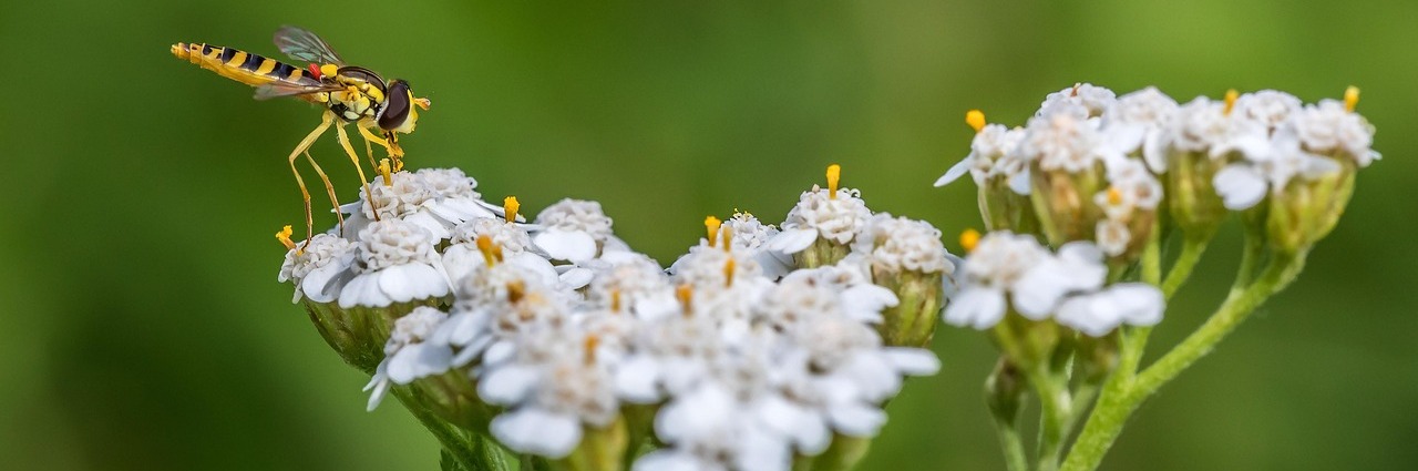 Week-end Althea « Troubles féminins »