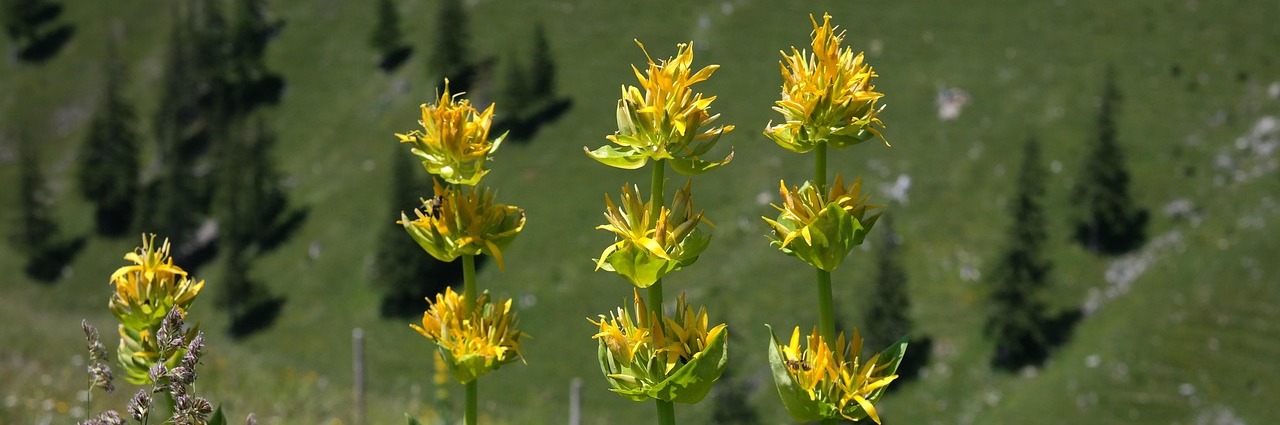 Week-end Althea « Bien vieillir avec les plantes »