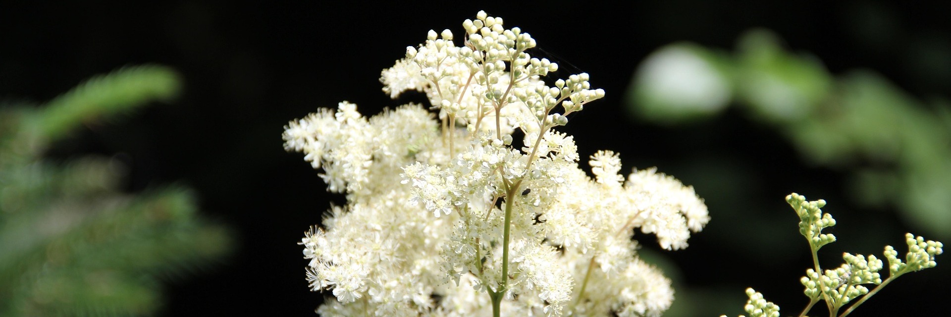 Week-end Althea « Santé des articulations »