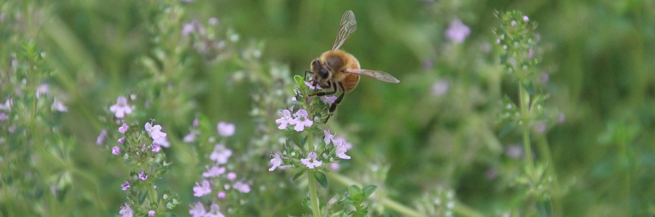Week-end Althea « Gestion des troubles infectieux avec les plantes »